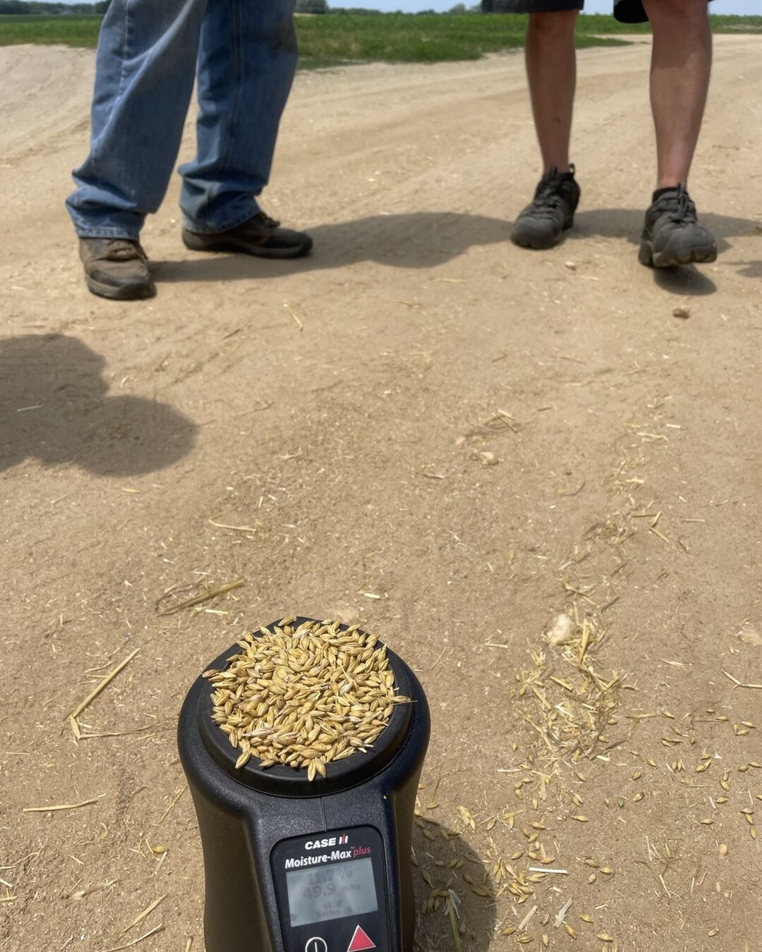 Moment of truth&hellip; moisture testing the sample cut in the main barley field.  The grain needs to be in the correct moisture window to preserve it for malting over the coming year.  #harvest #barley #knowyourfarmer #knowyourmaltster #jerseyfresh 