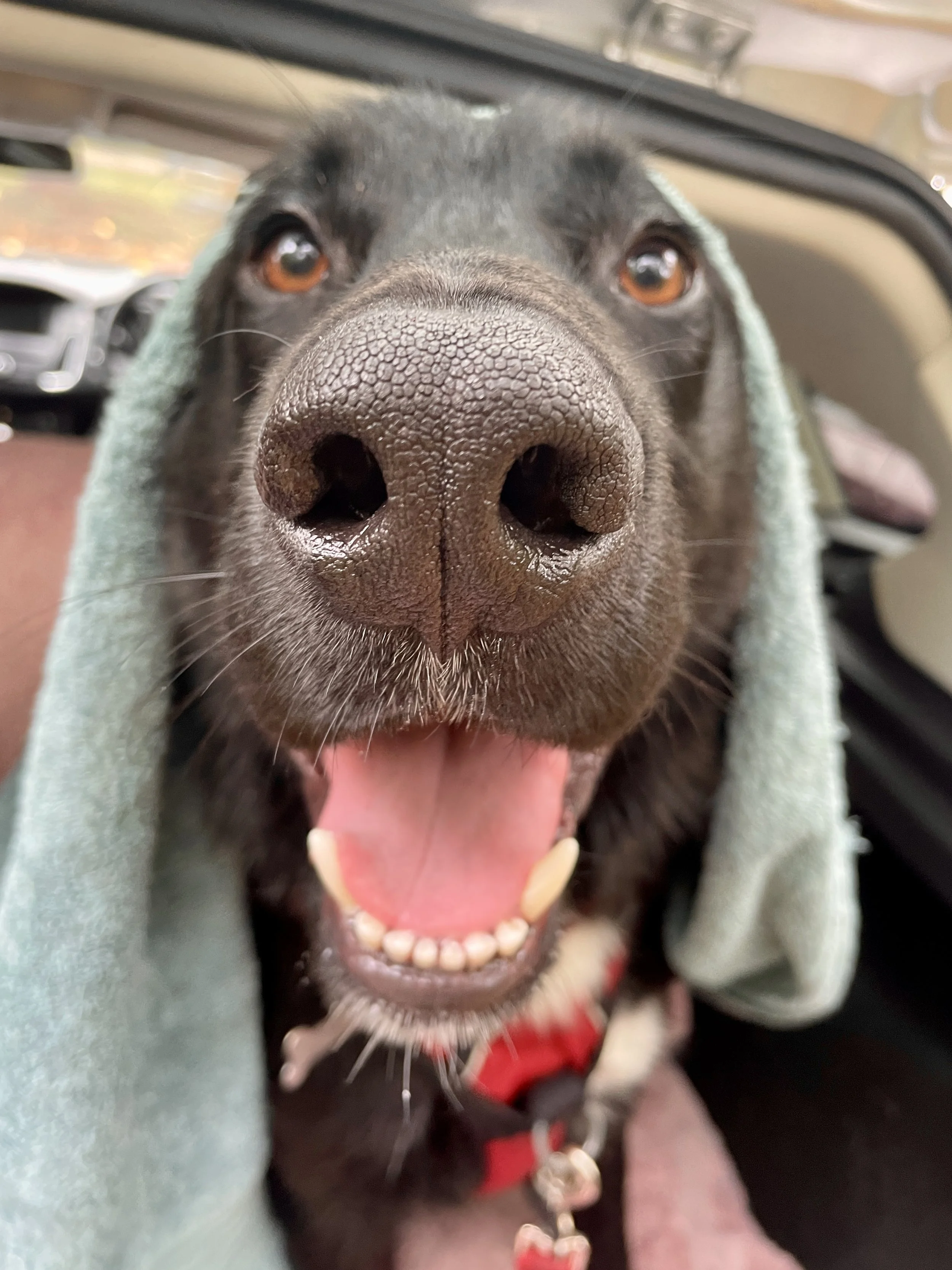 Tails & Tors Dog Walking Dog Sitting Newton Abbot Ogwell Denbury Kingskerswell