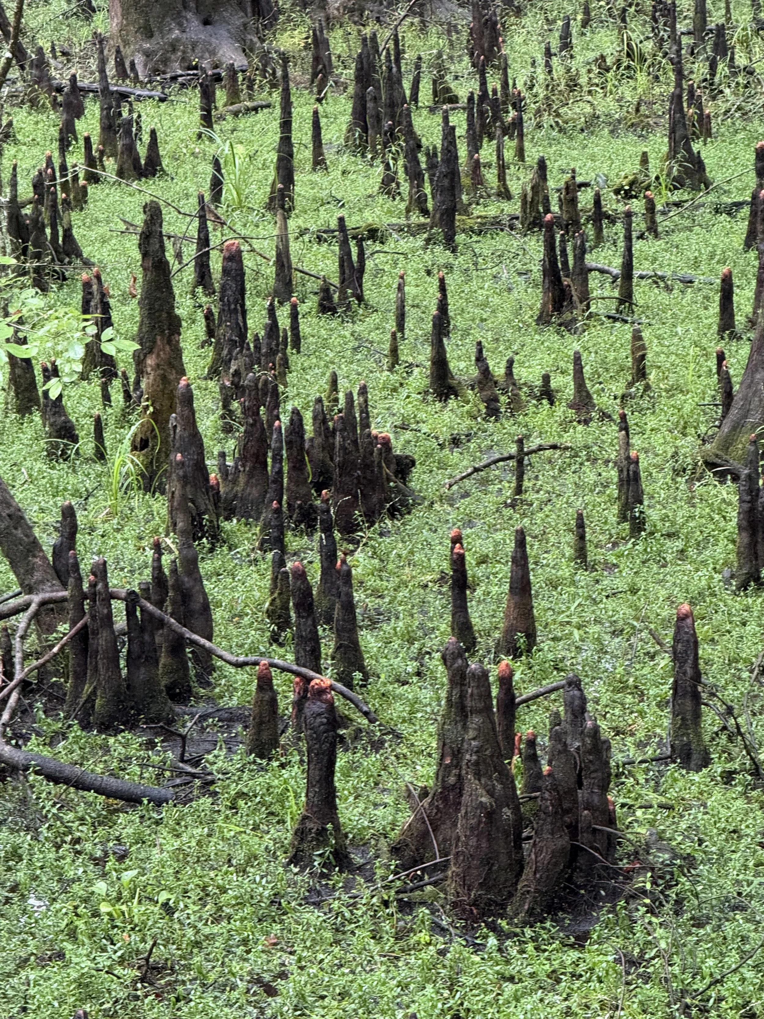 Cypress knees