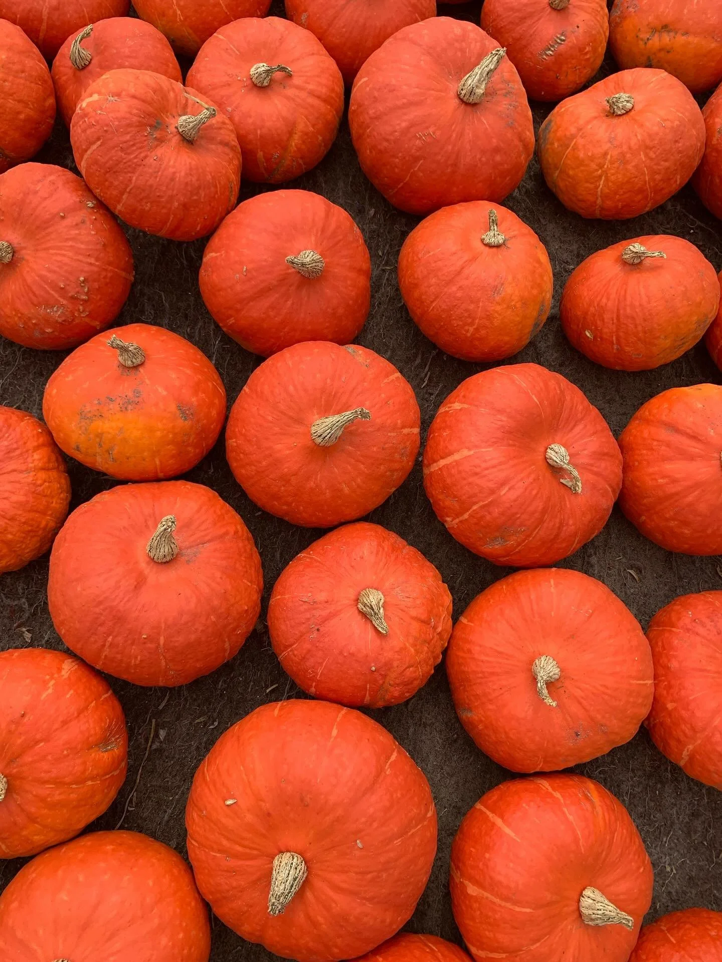 🎃 Samenwerkdag dinsdag 26/8 bij Rawijs 🎃

Alle deelnemers zijn welkom om samen met de boeren pompoenen te oogsten! Sluit gerust af vanaf 17:00, we ronden af om 20:00. Tot dinsdag! 

Team Rawijs