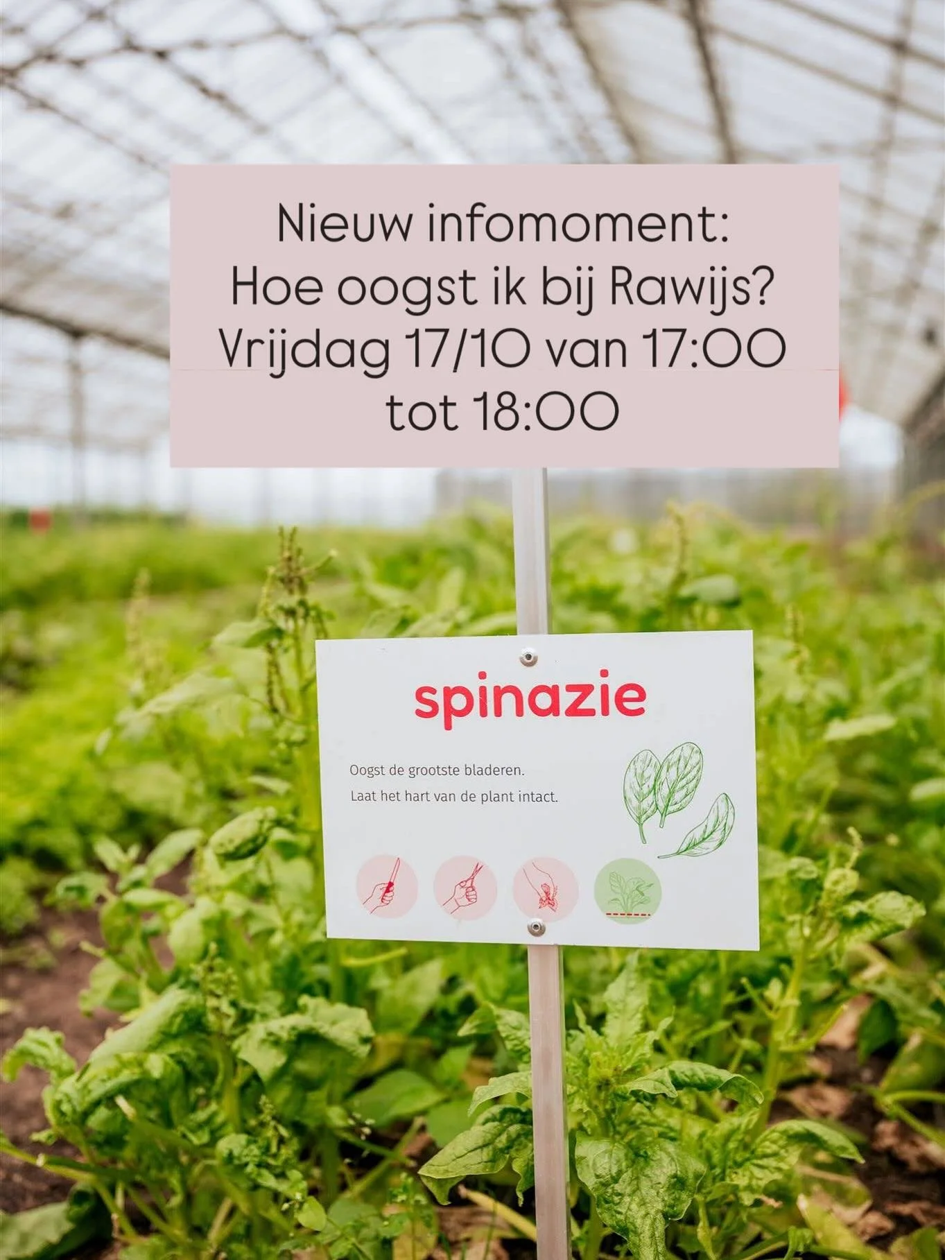 Nieuw infomoment bij Rawijs ☁️ tot dan op het veld ! #zelfpkukken #ikkenmijnboer #bioboerderij