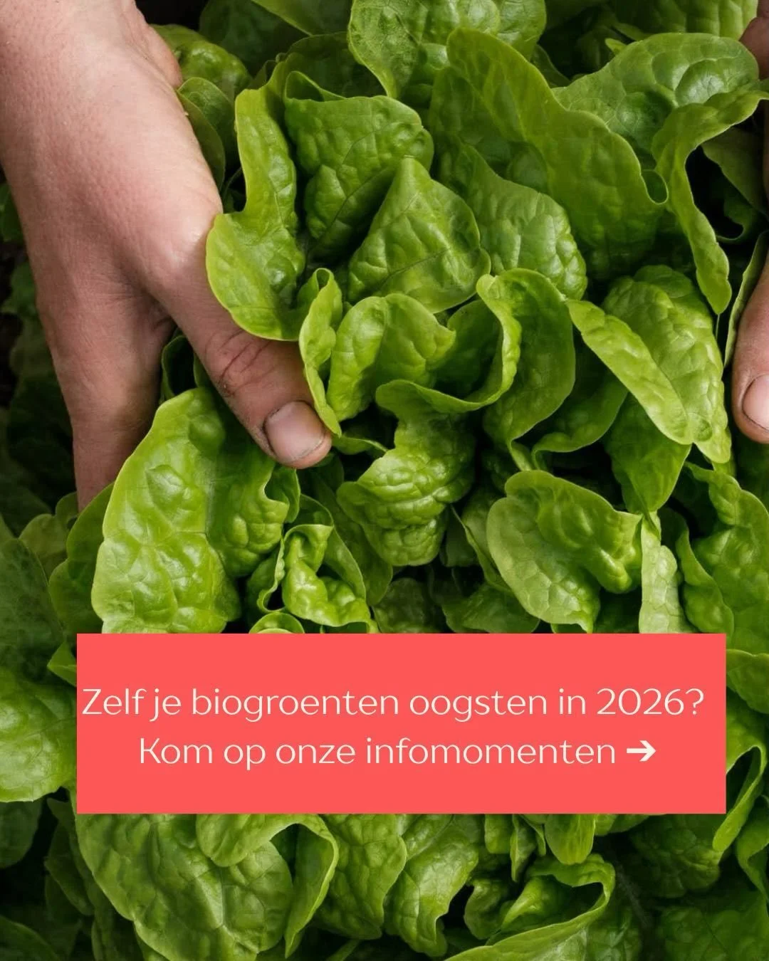 Wil jij een jaar lang genieten van verse, biologische groenten recht uit het veld? Dit is je kans! Volg de link in bio om je in te schrijven 🌻 #ikkenmijnboer #csaboerderij #zelfplukken #bioboerderij #fiereoogster