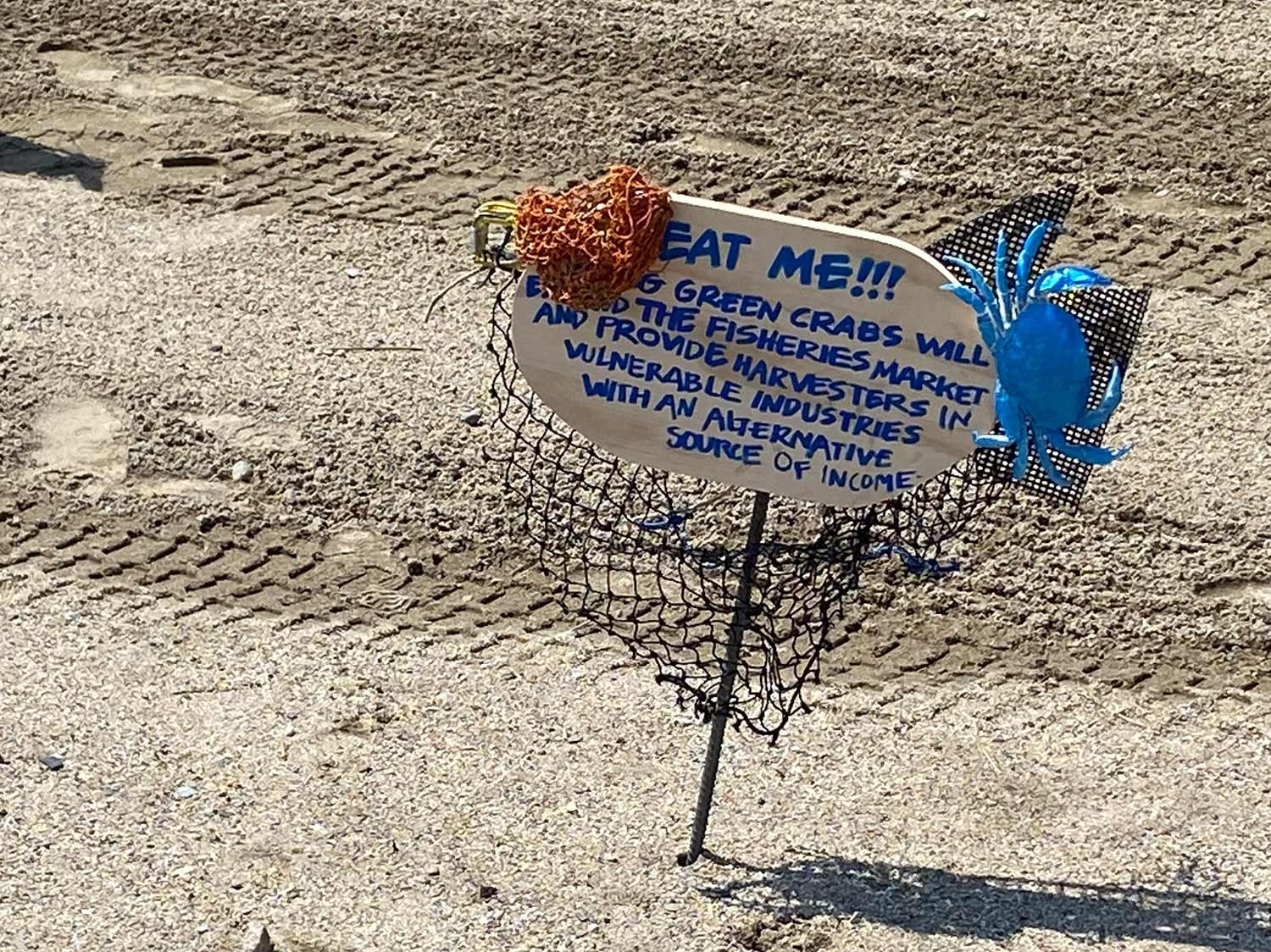 A sign on a sandy beach with a mesh border, featuring the text advocating eating green crabs. It mentions the benefits to the fisheries market and vulnerable industries. The sign is decorated with orange and blue crab illustrations.