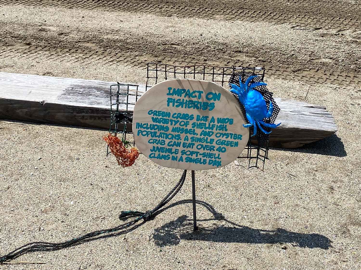 Informational sign on a sandy beach highlighting the impact of green crabs on fisheries. The sign, decorated with a blue crab model, explains that green crabs consume various shellfish including mussels, clams, and oysters, and can eat over 40 juveni