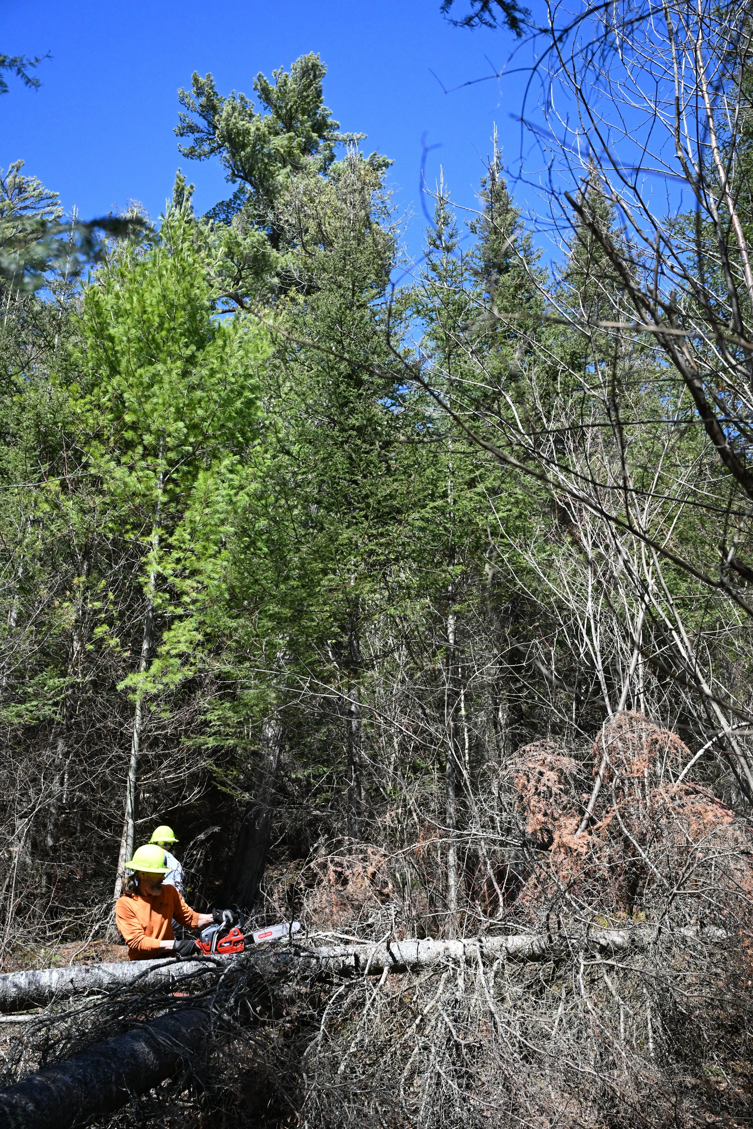 Wilderness Maintenance Trip— Border Route Trail-Rose Lake Area