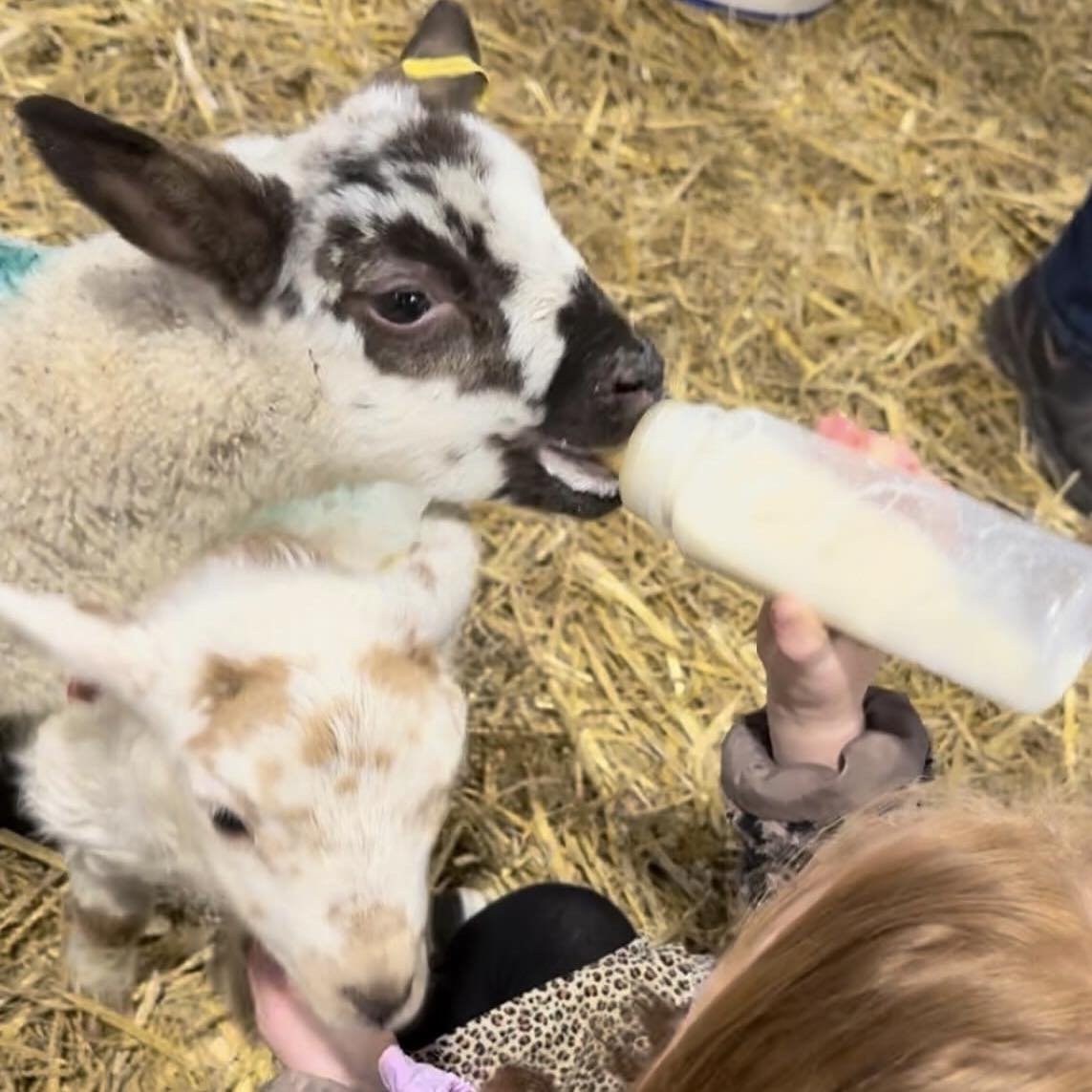 We've had a baaaaaa-rilliant few weeks feeding the lambs but now our lambs are big enough to move onto grass feeding. 

We'd like to thank all the little farmers who took part but we won't be taking any more bookings for the bottle feeding. 

We've l
