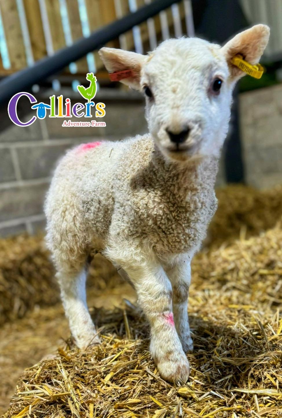 🍼🐑 We HERD you! 🐑🍼

We have extended our lamb feeding for another week 

To book please message us with your booking reference code and names of the little farmer feeding the lambs.
 
Thanks EWE
