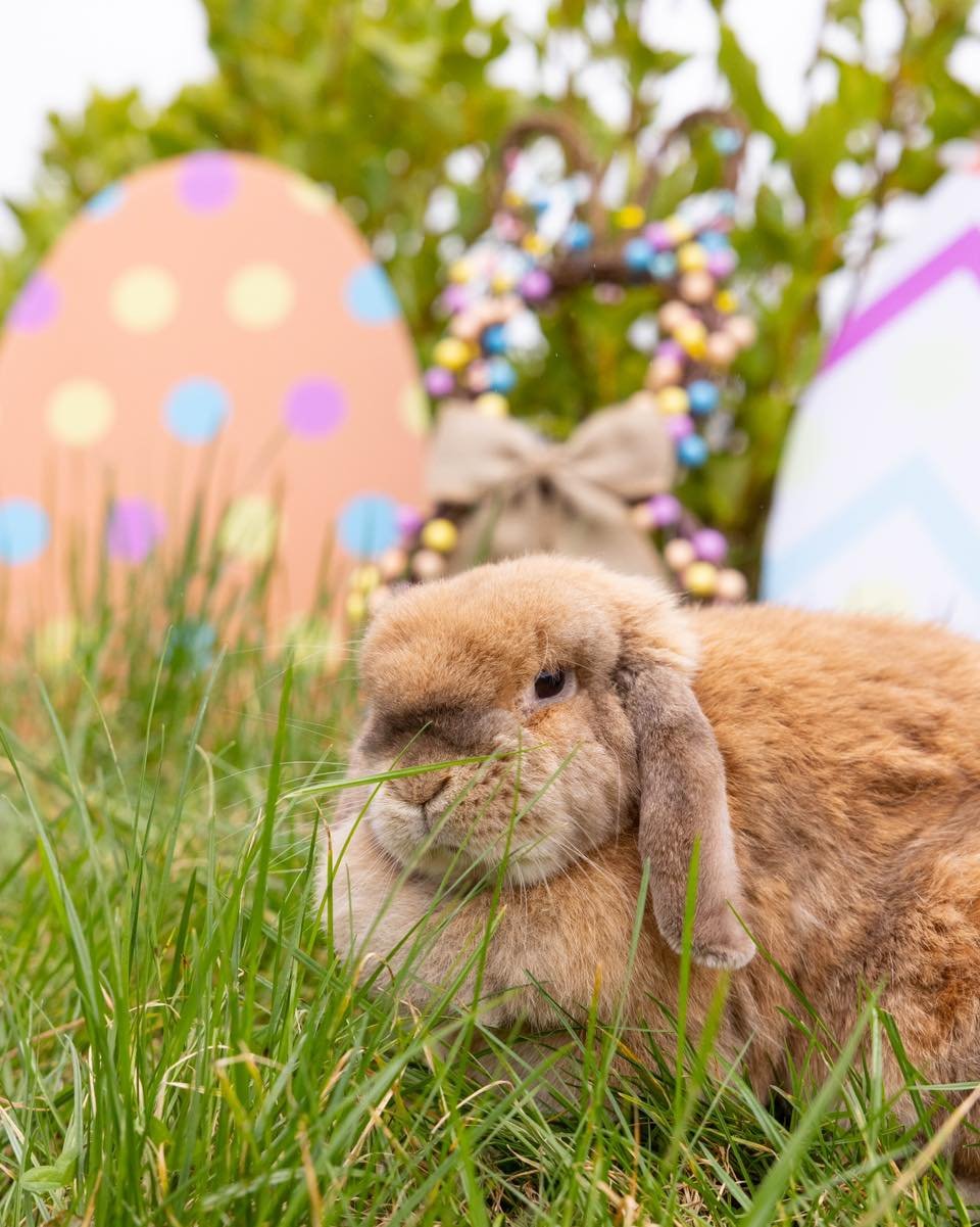 🐰 H A P P Y  E A S T E R  S U N D A Y 🥕

We hope everyone that's visited the farm this week has had a EGGcellent time 🪺 and Colliers Adventure Farm has put a little SPRING in your step 

Keep posting  all your cute pics and videos we love to see t