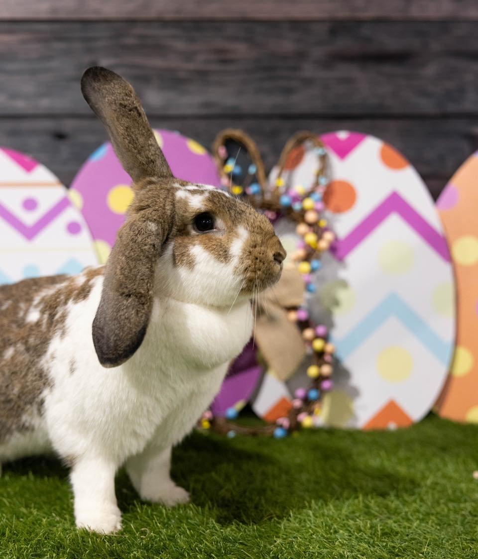 🐇 did somebody say 'EASTER HALF TERM'? 🐣