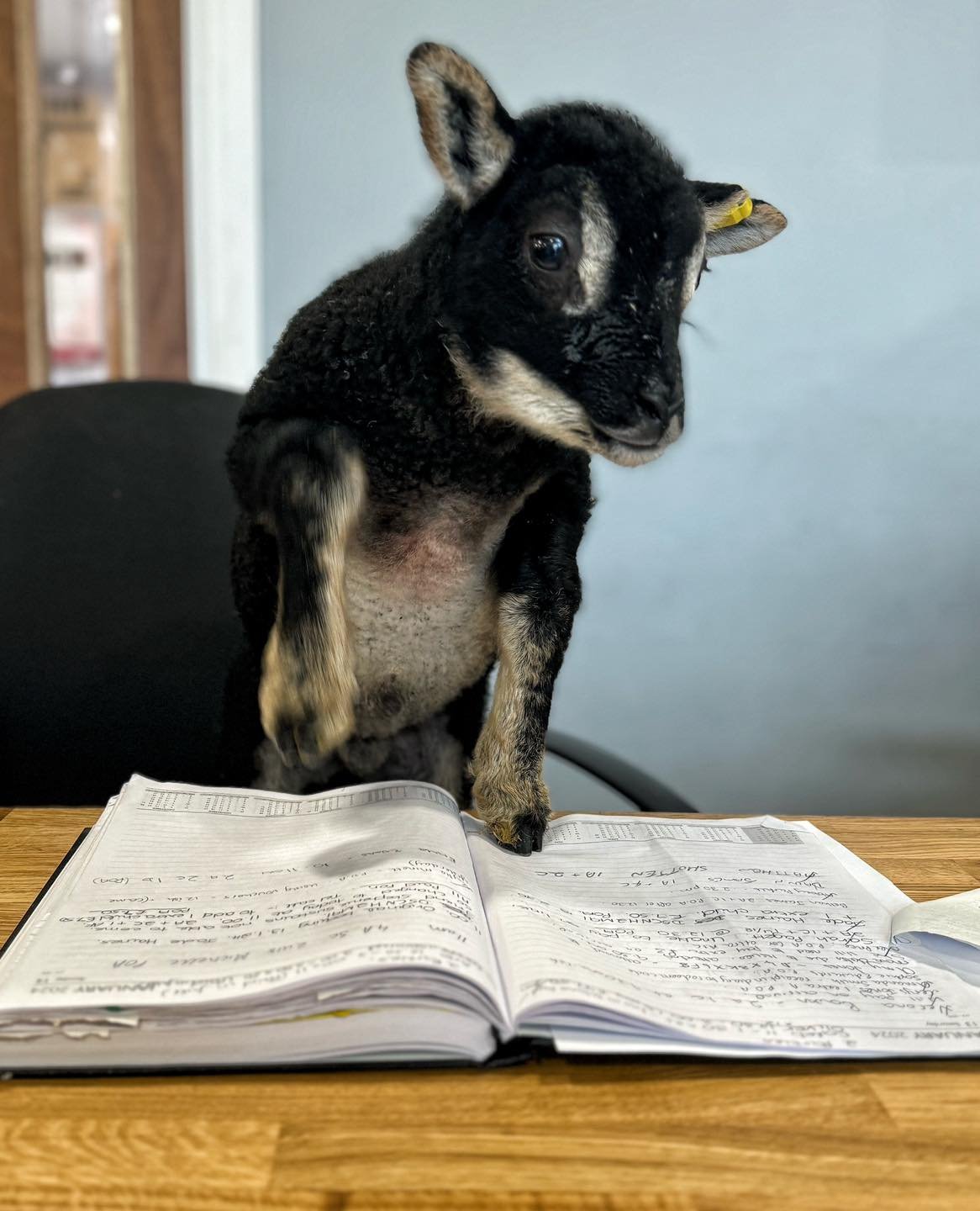 We are at reception ready to take your calls for the lamb feeding 🍼🐑
 
📞01443711772
💌DM US 

Please ensure you have your booking reference code, date, time and names of the people feeding the lambs 

As you can imagine we've been RAM-raided with 