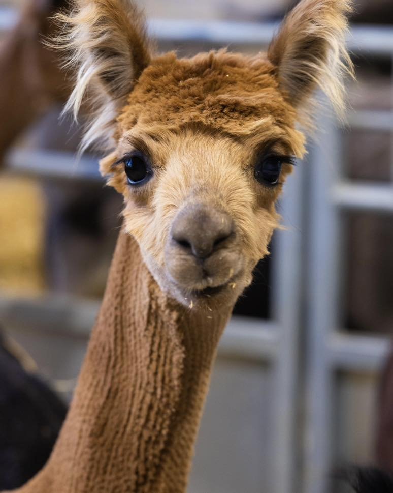 👀Looking for something to do tomorrow?! 

☀️ We've released more online tickets ☀️

https://colliersfarm.digitickets.co.uk/event-tickets/47950?catID=47428&amp;