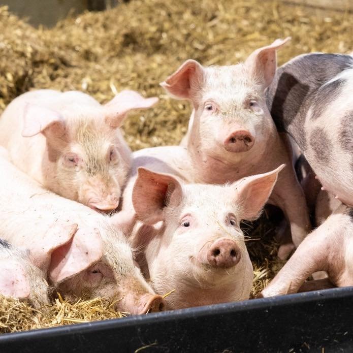🐷 Polite notice 🐷

Please ensure booking or phoning ahead at busy periods, as we can't always accept walk-ins and we hate seeing disappointed little piglets

We are however grateful for the countuined support and love hearing all the positive feedb