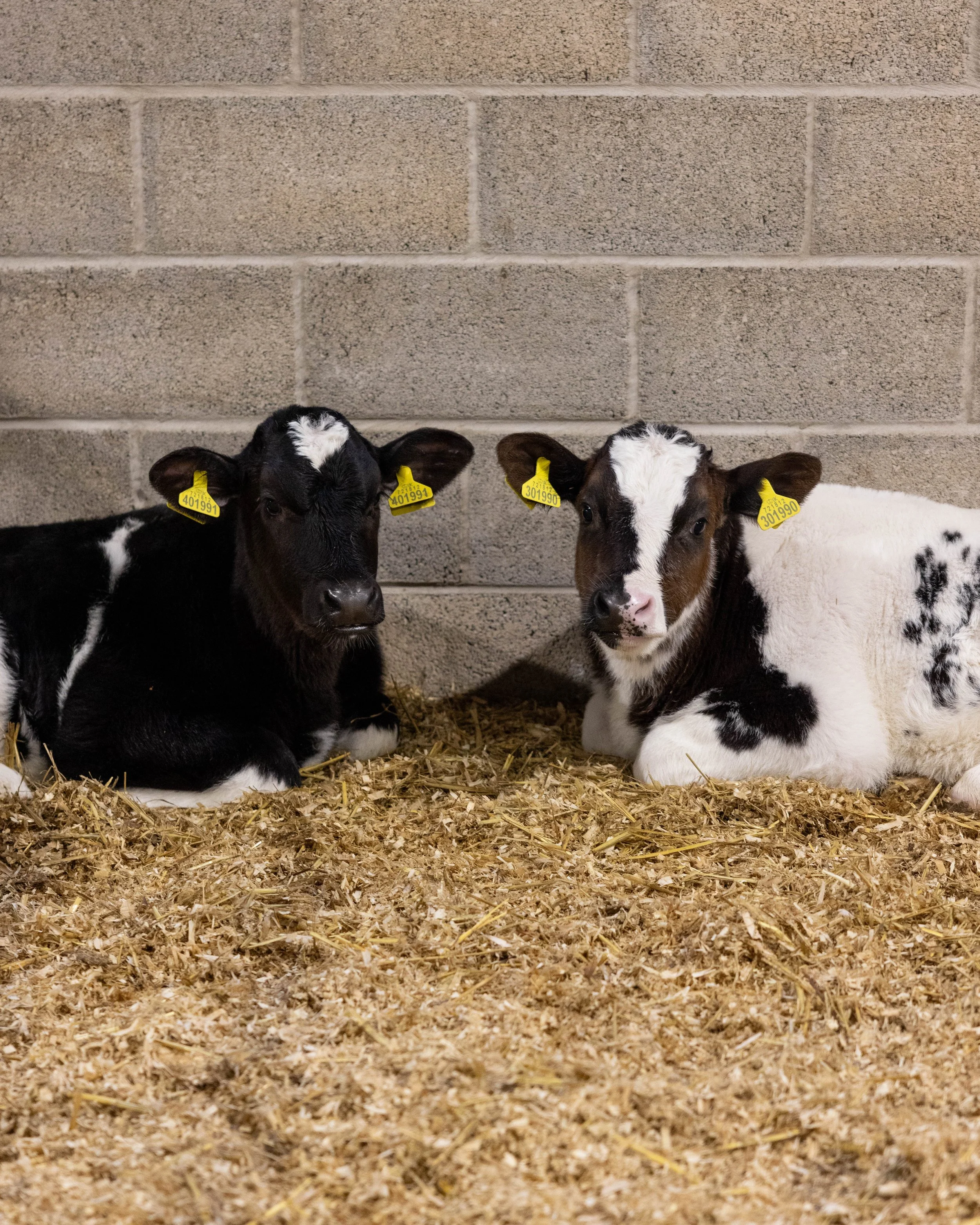 Two young goats lying on straw bedding against a cinder block wall, each with yellow ear tags.