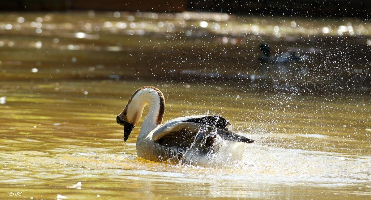 Jadem_Goose.jpg