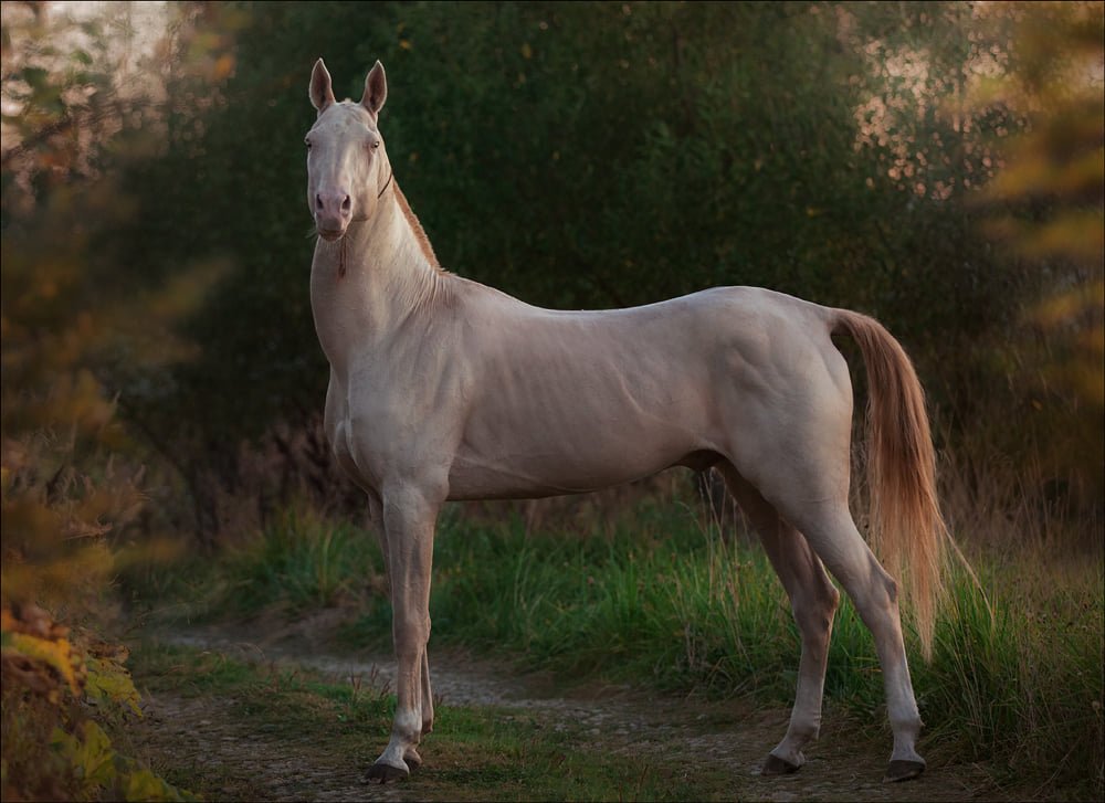 serdar-4.jpg