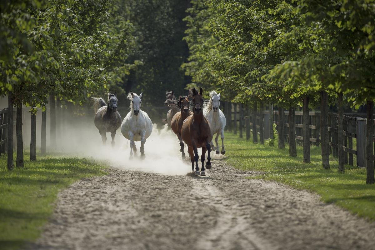 galloping_mares_HR.jpg
