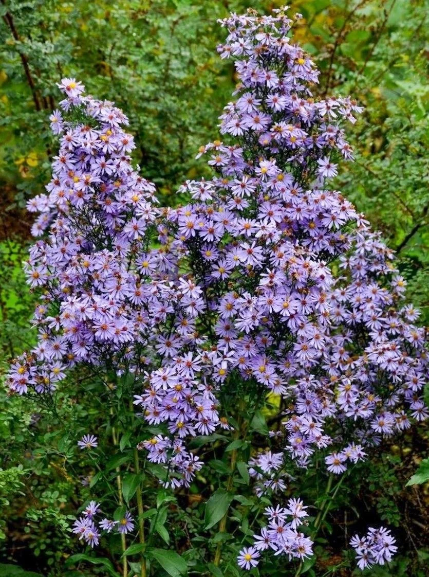 Smooth Aster