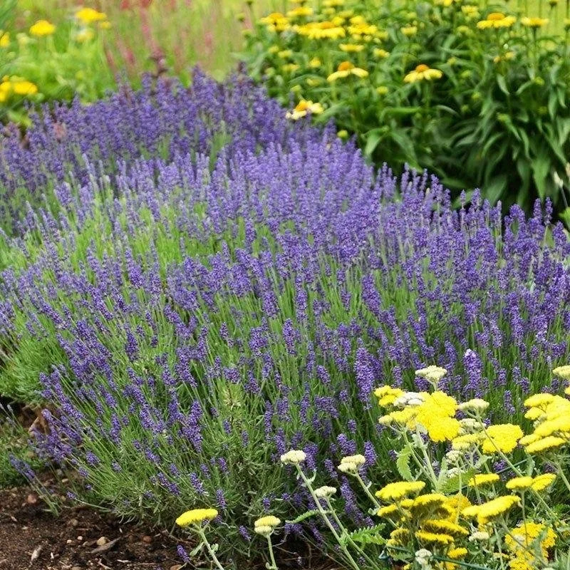 Hidcote Lavender