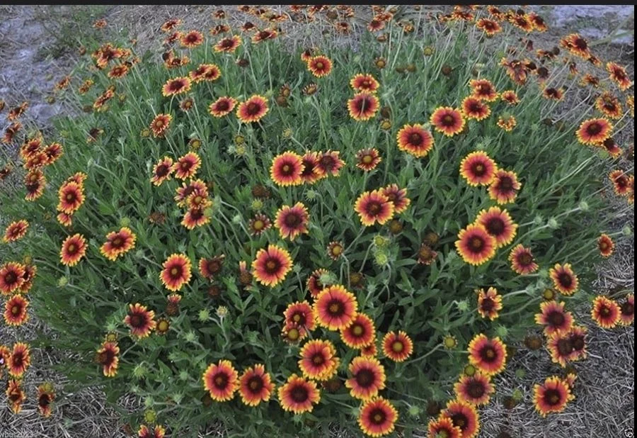 Native Blanketflower