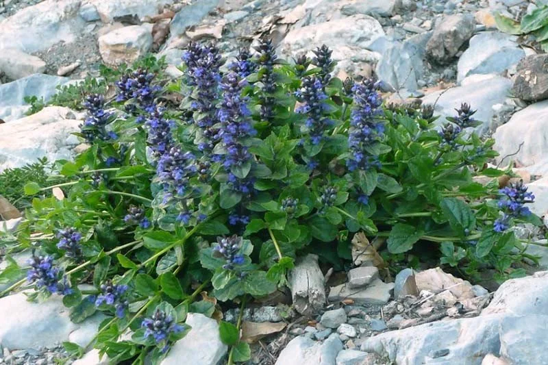Green Bugleweed
