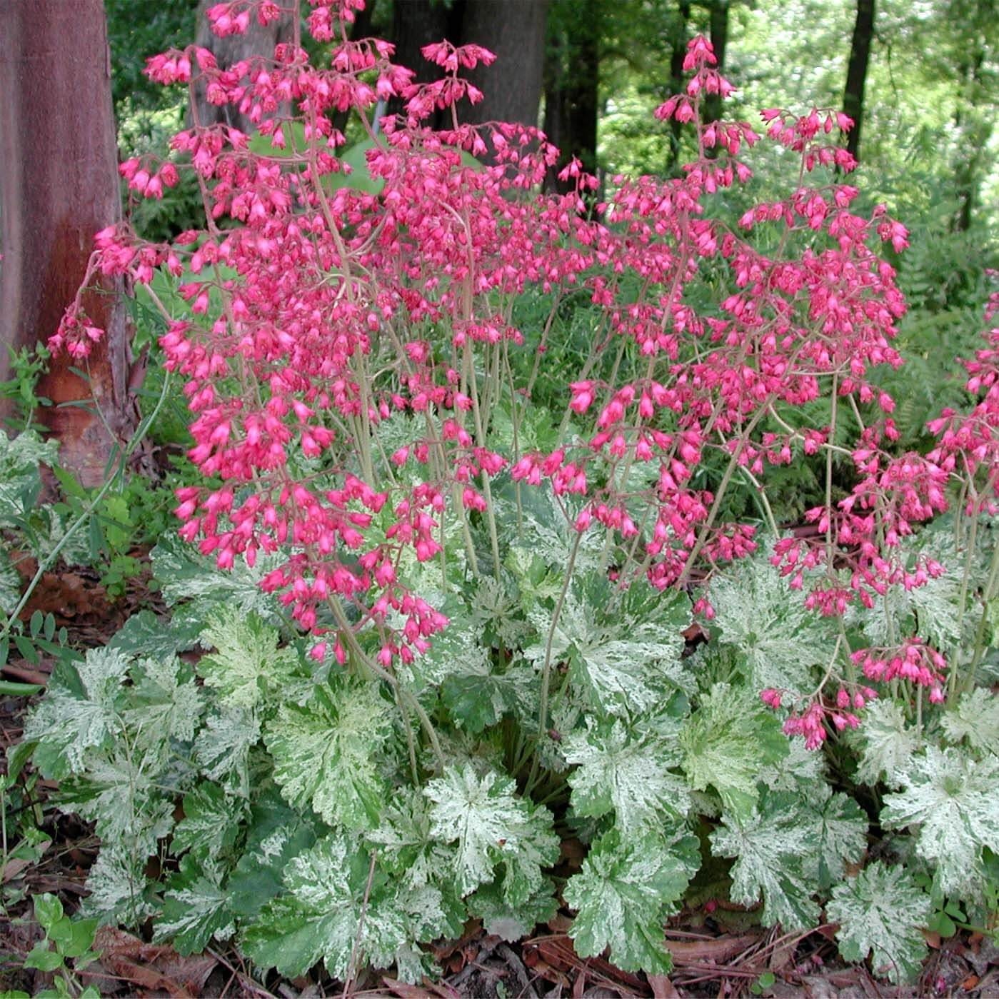 Green Coral Bell