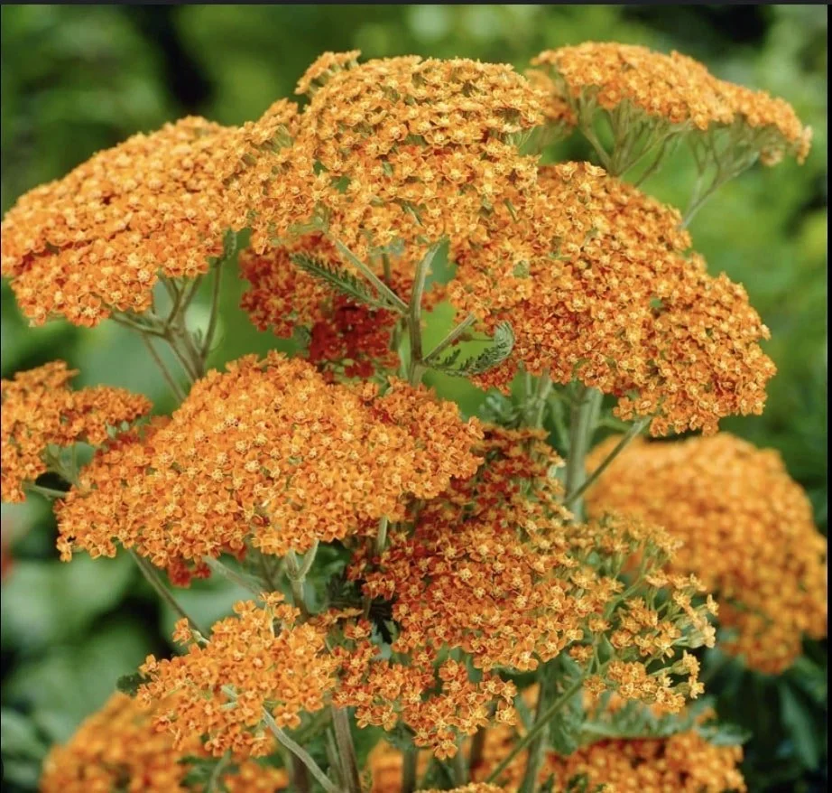Terracotta Yarrow