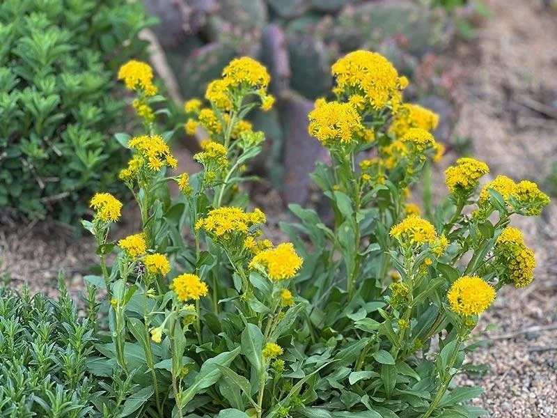 Rocky Mtn Goldenrod