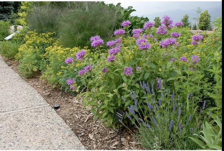Bee Balm
