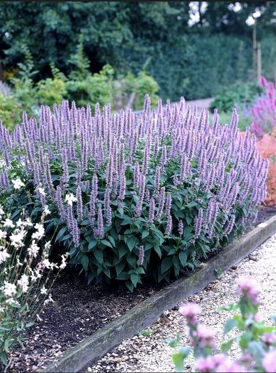Blue Fortune Hyssop