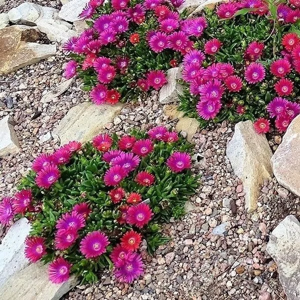 Raspberry Iceplant