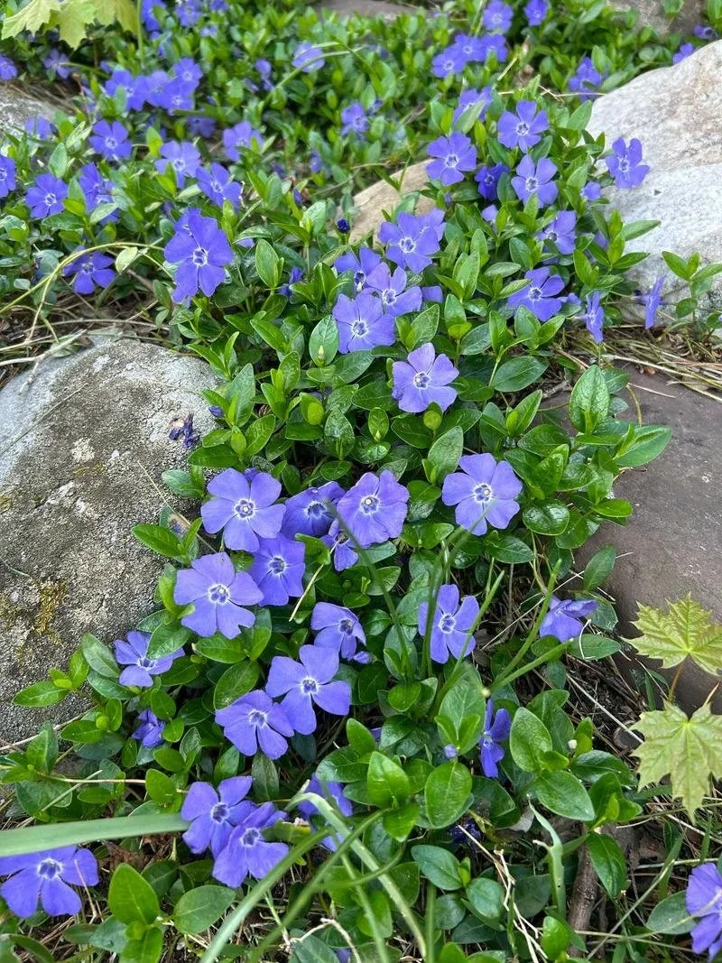 Vinca Minor
