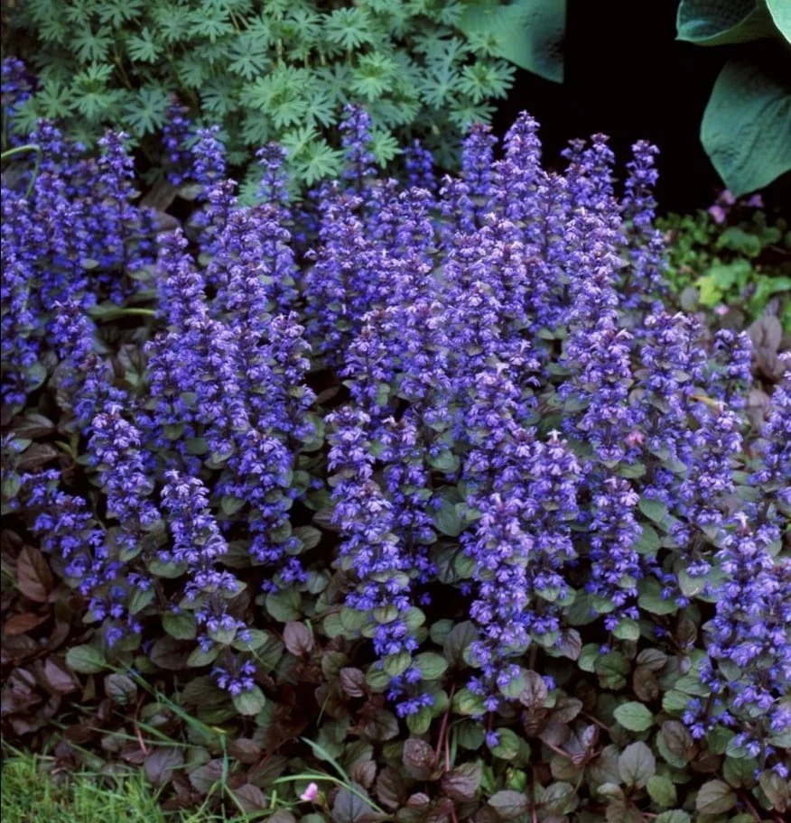 Chocolate Chip Bugleweed