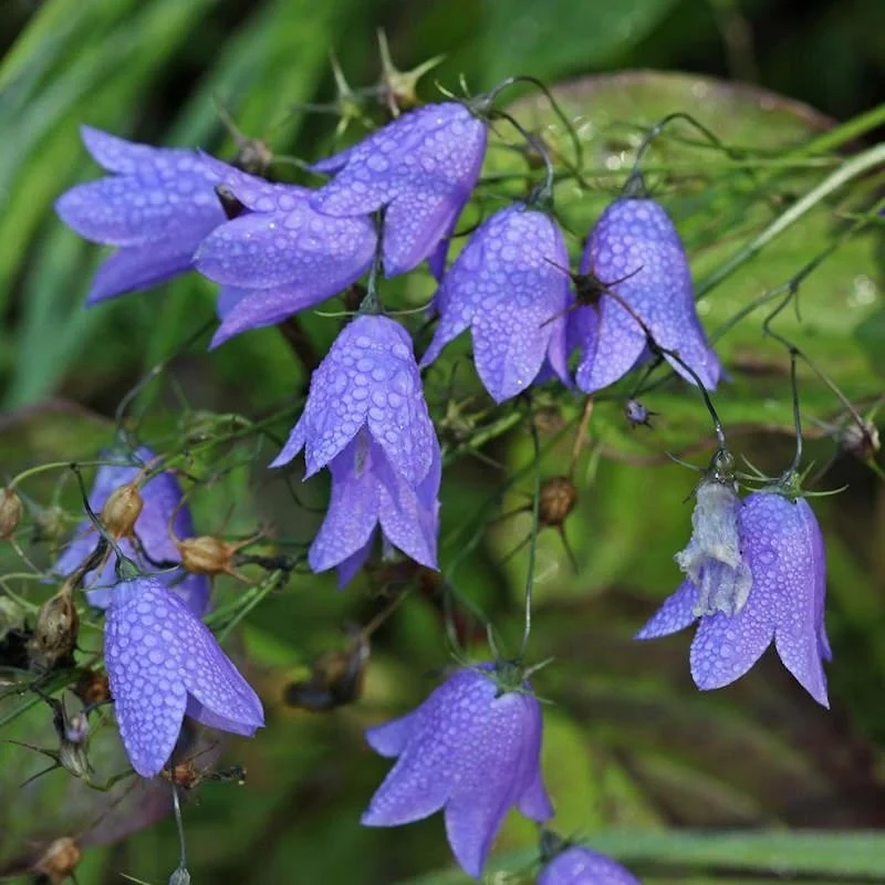 Blue Native Harebell