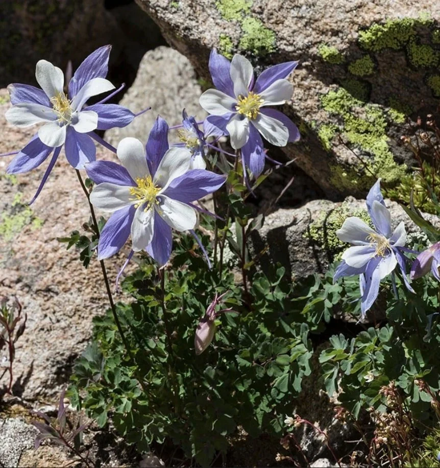 Rocky Mtn Columbine