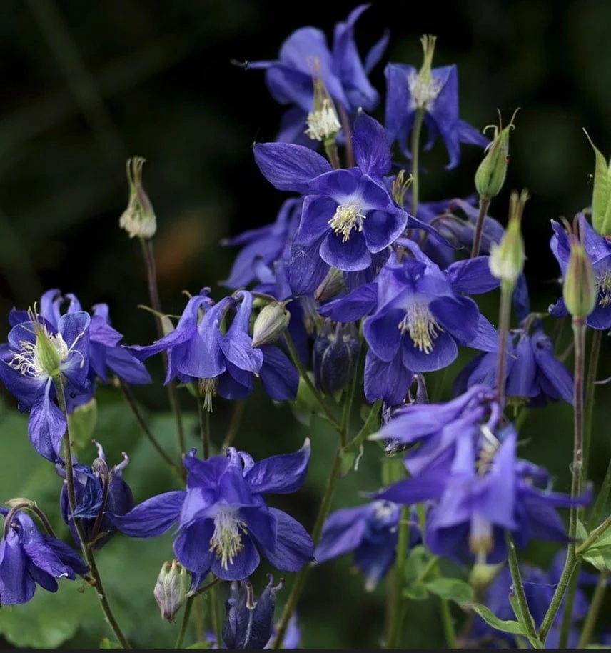 Alpine Columbine