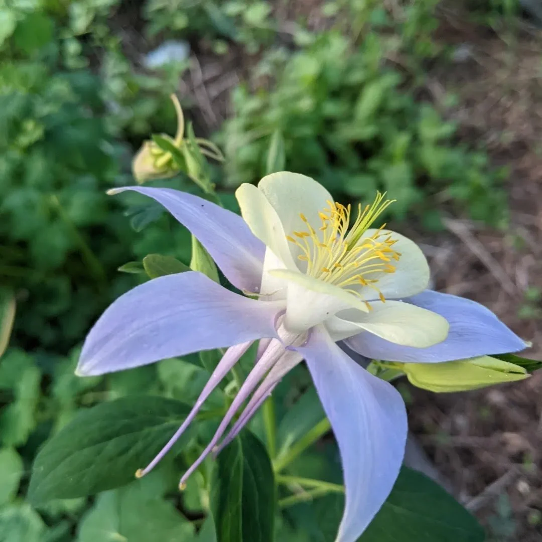 Colorado Columbine
