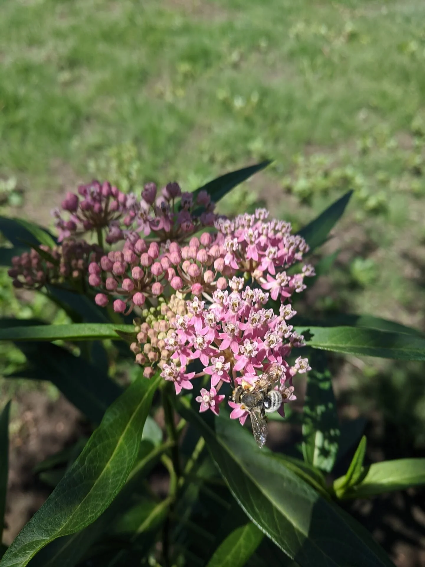 Rose Milkweed