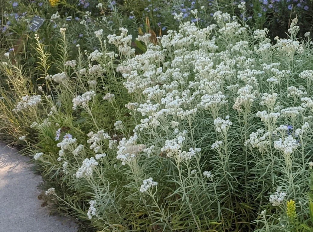 Pearly Everlasting