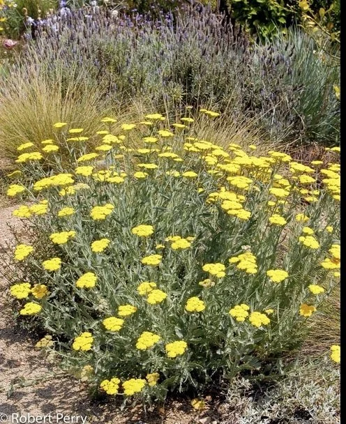Golden Yellow Yarrow