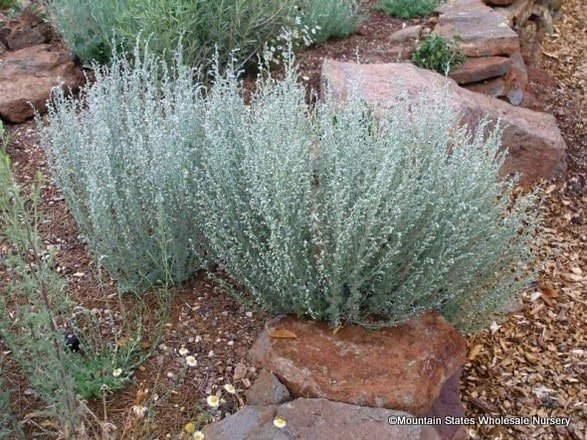 Fringed Sage