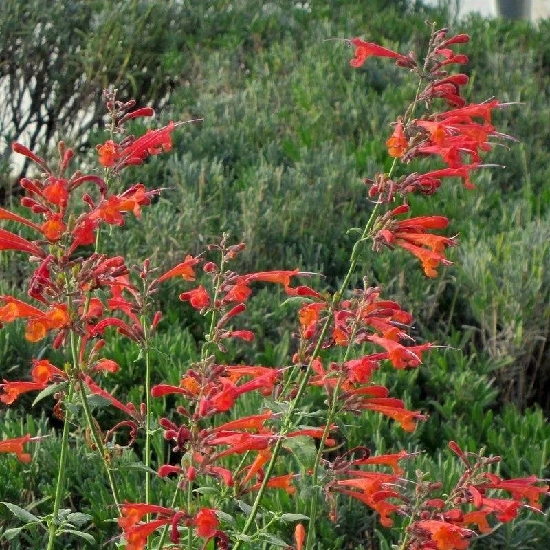 Coronado Red Agastache