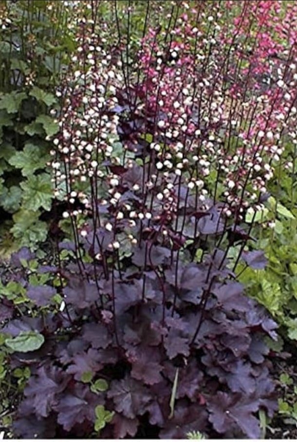 Purple Coral Bell