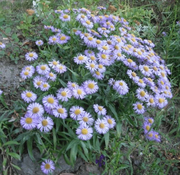 Showy Fleabane