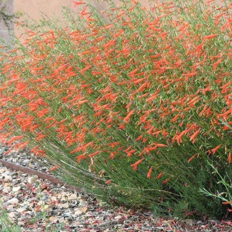 Firecracker Penstemon