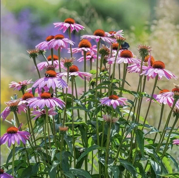 Purple Coneflower