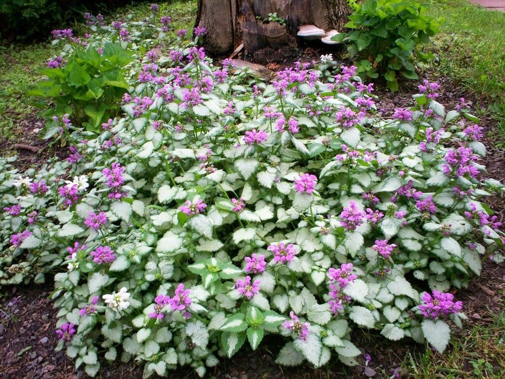Purple Dragon Nettle