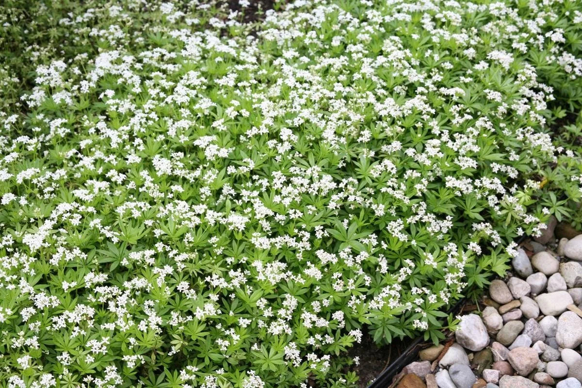 Sweet Woodruff