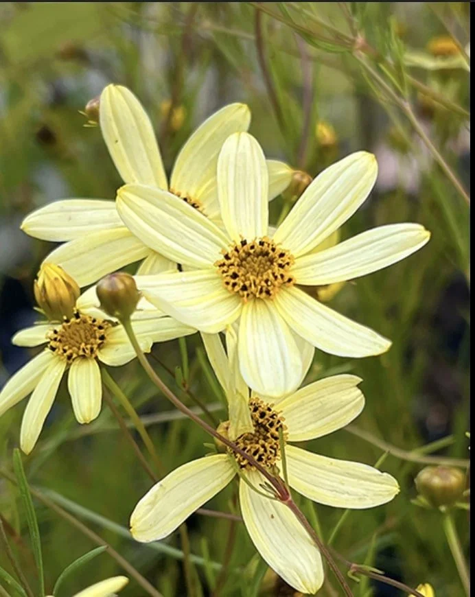 Moonbeam Coreopsis