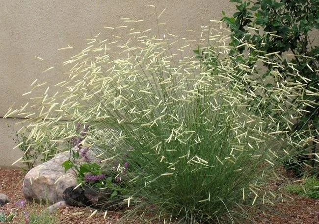 Blonde Ambition Grama Grass