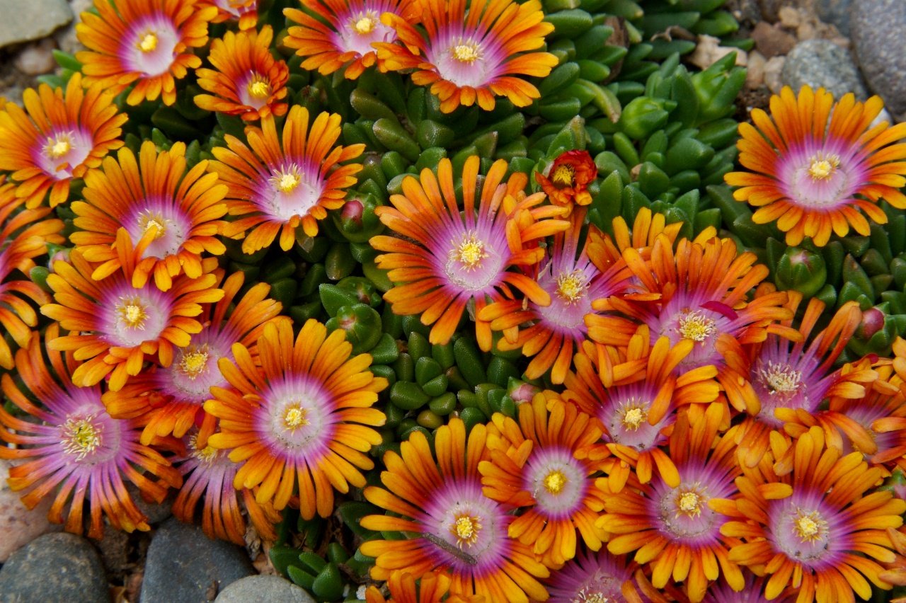 Firespinner Iceplant